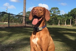 Pet friendly dog park in Sanibel, Florida, Bonita Springs Dog Park