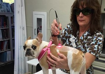 Coral Vet Clinic pet friendly vets in Sanibel Island, FL