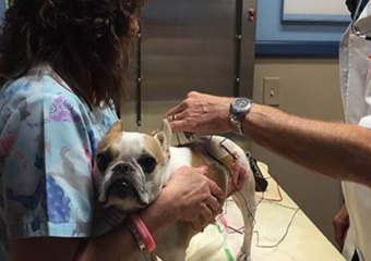 Coral Vet Clinic pet friendly vets in Sanibel Island, FL