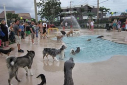 Pet day care in Taos, New Mexico: Pet pals Baording Kennel