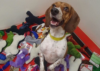 Tails a Waggin Animal Hospital and Resort pet care in Sanibel, FL