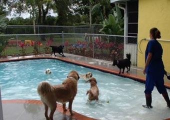 Tails a Waggin Animal Hospital and Resort pet care in Sanibel, FL